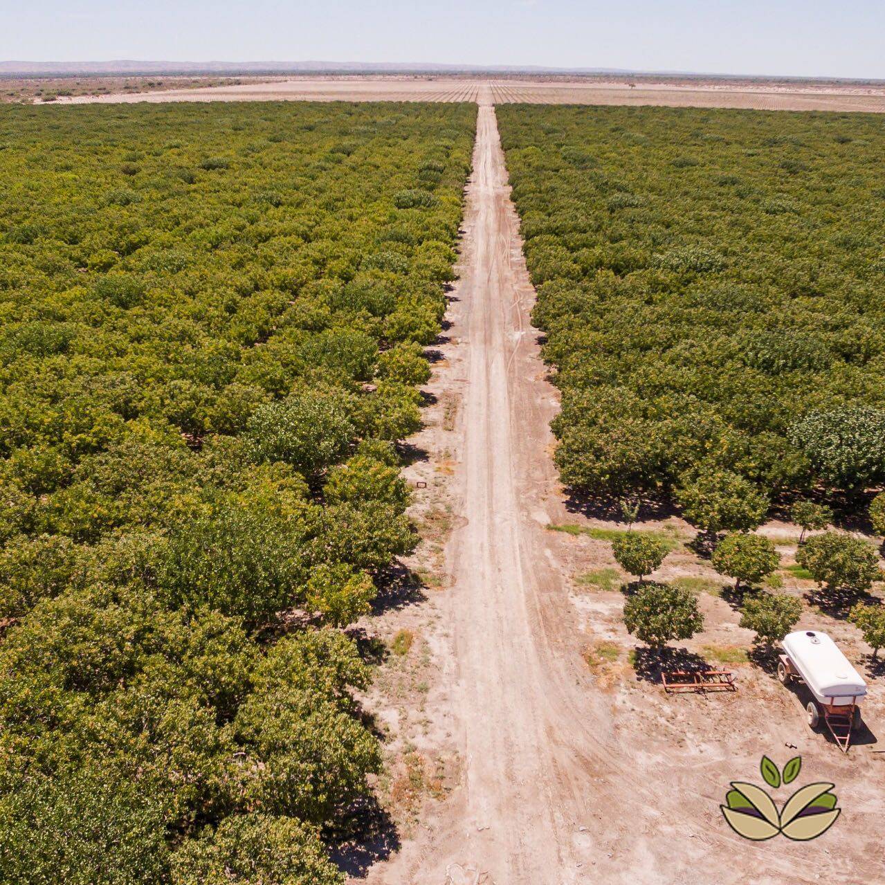 Un cultivo podría ser la clave para desarrollar las zonas áridas de Tucumán