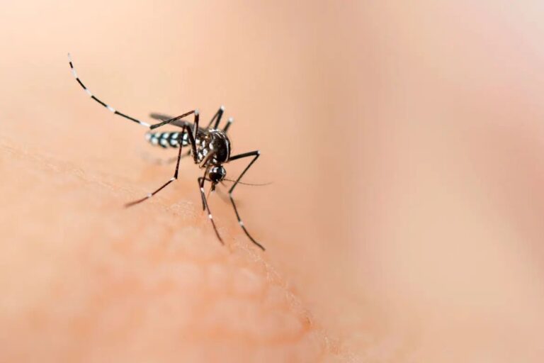 Confirman el primer caso de dengue autóctono de la temporada en Tucumán