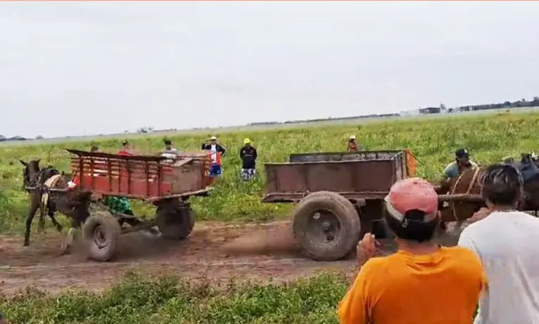 “La Chiguada”: brutal práctica de maltrato a caballos con apuestas en barrio Alejandro Heredia
