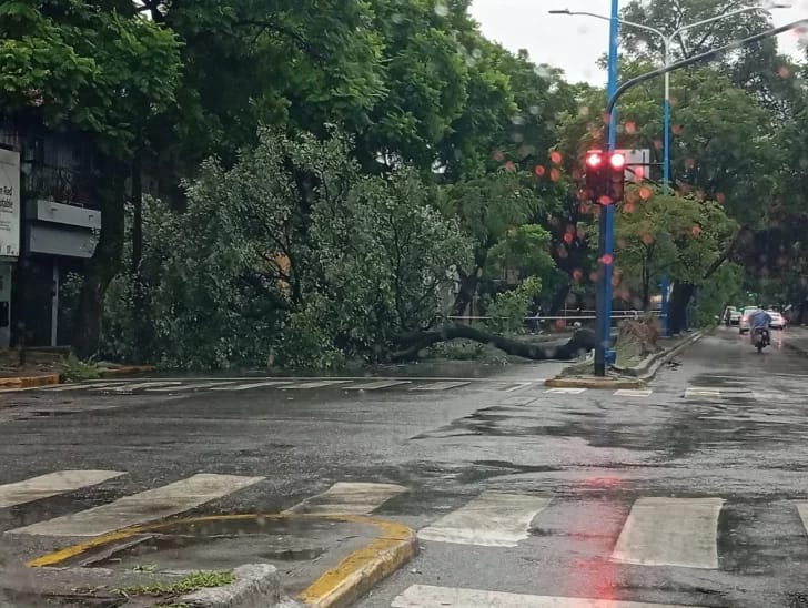 Tormenta en Tucumán: daños en tendido eléctrico y caída de árboles Tormenta y árbol caído en Tucumán.