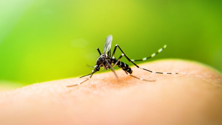 Tucumán suma 60 nuevos casos de dengue: las zonas más afectadas y las medidas de prevención Dengue en Tucumán