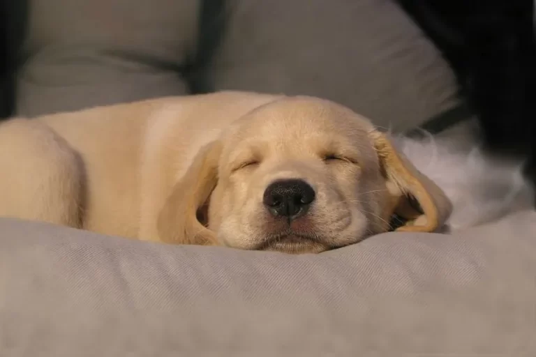 Un estudio reveló que los perros sueñan que juegan con sus dueños perro dormido