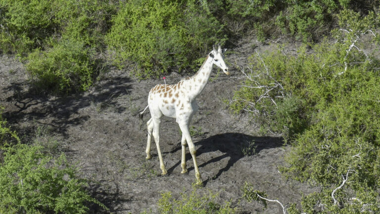 Es la única jirafa blanca del mundo y tiene GPS para evitar su caza Unica jirafa blanca del mundo
