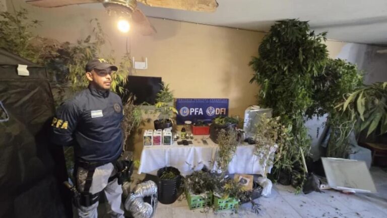 Marihuana en pleno centro: desbaratan un punto de cultivo y venta en la Capital tucumana