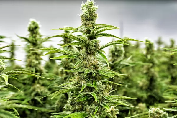 Marihuana
