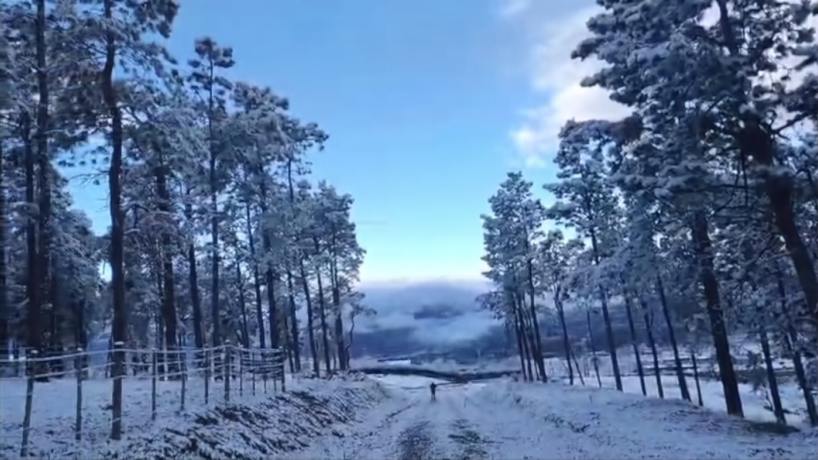 Nieve
