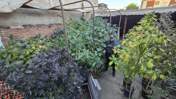 Marihuana