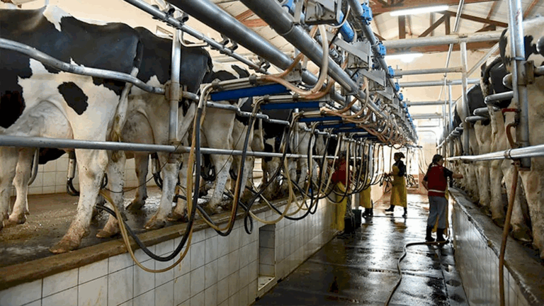 Argentina lideró la producción mundial de leche en el primer semestre