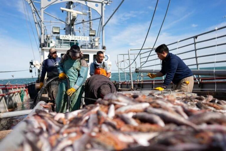 La actividad pesquera creció 58,2% en septiembre y se consolida como uno de los sectores más dinámicos de 2025 Actividad pesquera
