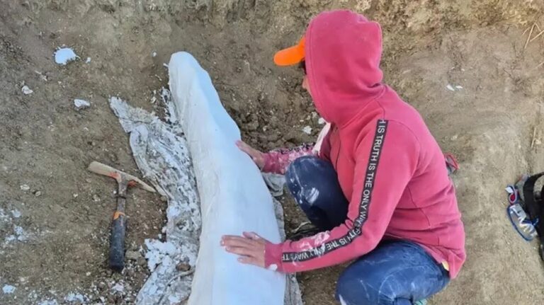 Hallazgo histórico en Miramar: descubrieron un colmillo de la Era del Hielo con más de 100.000 años