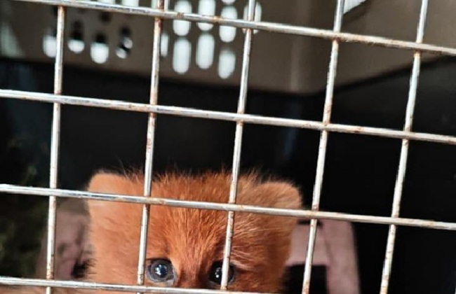 Rescataron a un cachorro de jaguarundí en un barrio privado de Las Talitas y advierten sobre los riesgos de manipular fauna silvestre