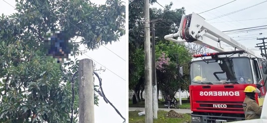 Tragedia en la Capital: murió electrocutado mientras cortaba paltas de un árbol