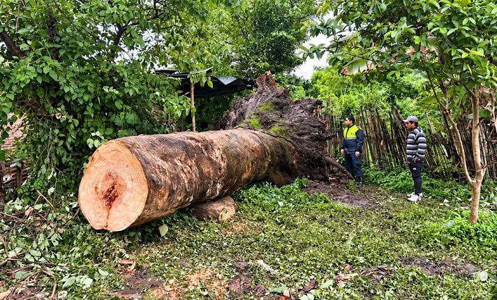 Tragedia en Santa Ana: la caída de un árbol gigante durante un cumpleaños dejó a tres niñas y al dueño de casa heridos